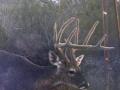deer-1 deer-1