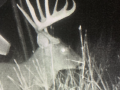 deer-2 deer-2