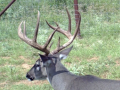 deer-3 deer-3