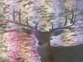 deer-4 deer-4