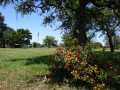 DSC07278.JPG