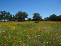 DSC07293.JPG