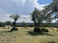 IMG_0539