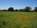 DSC07271.JPG