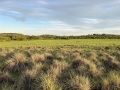 IMG_1879