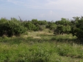 DSC05791.JPG