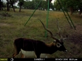 MOULTRIE DIGITAL GAME CAMERA