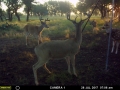MOULTRIE DIGITAL GAME CAMERA