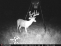 IMG_0110Stamforddeer1.jpg
