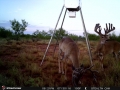 IMG_0118Stamforddeer3.jpg