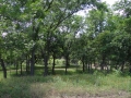 DSC08303
